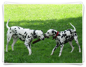 Der Dalmatiner ist ein aktiver Familienhund